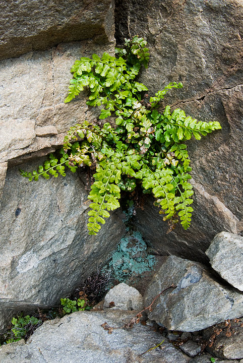 Asplenium obovatum / Asplenio obovato